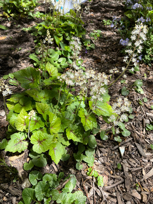 Heartleaf Foamflower (Tiarella cordifolia)