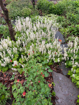 Heartleaf Foamflower (Tiarella cordifolia)