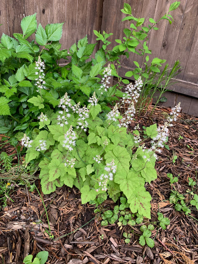 Heartleaf Foamflower (Tiarella cordifolia)