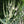Culver's Root (Veronicastrum virginicum)