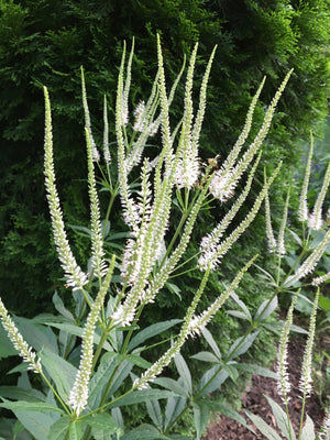 Sunny Structured Garden Expanded (15 Plants)