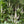 Culver's Root (Veronicastrum virginicum)