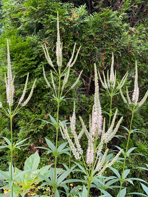 Culver's Root (Veronicastrum virginicum)