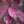 Arrowwood Viburnum (Viburnum dentatum) — 1 Gallon