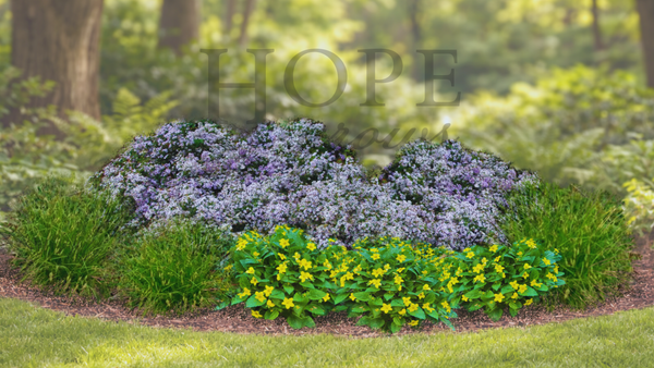 Woodland Edge Garden (9 Plants)