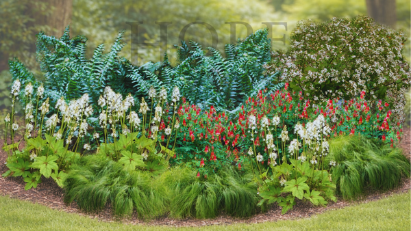 Dry Shade Garden Expanded (15 Plants)