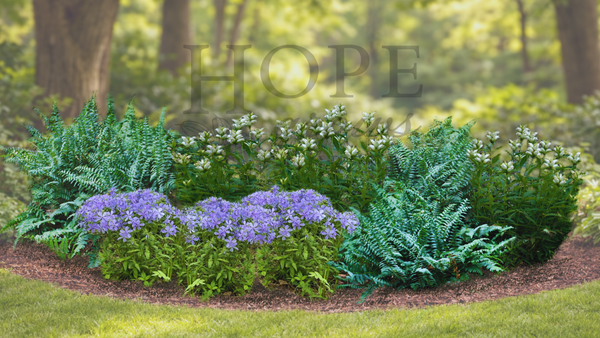 Woodland Wildflower Garden (9 Plants)